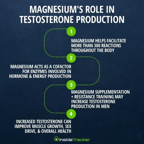 a diagram of magnesium's role in testosterone production in women