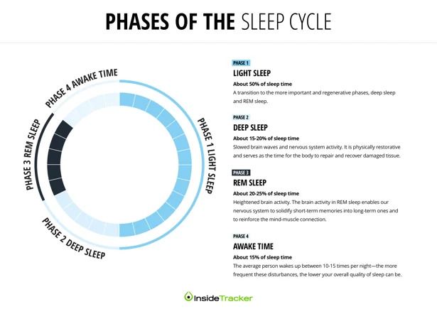 The phases of the sleep cycle