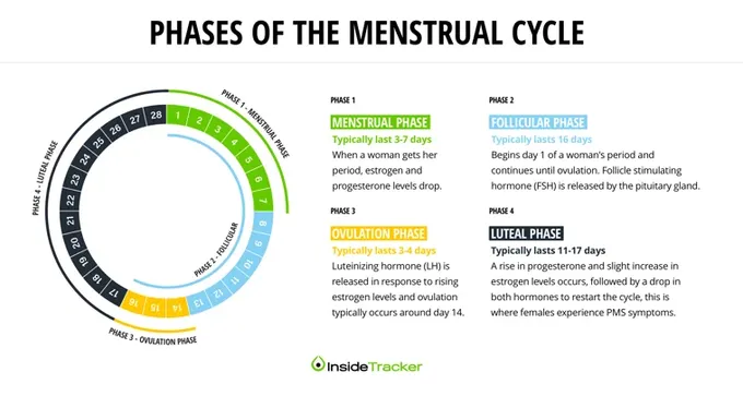 the phases of the menstrual cycle