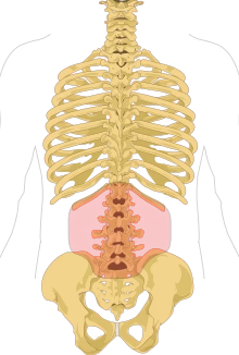 a diagram of the human body showing the bones