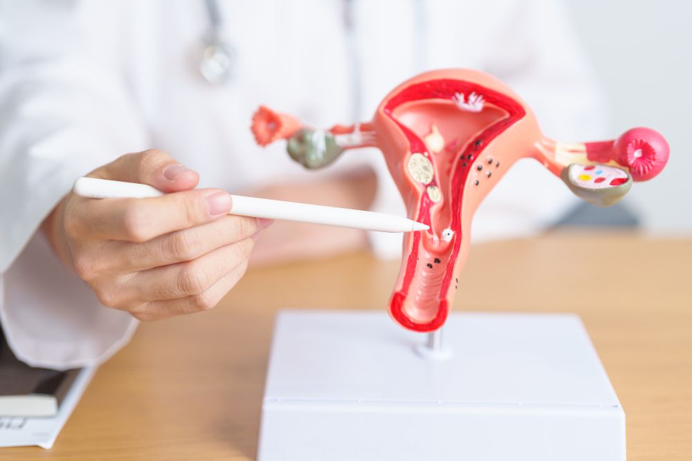 a model of a human stomach on a table