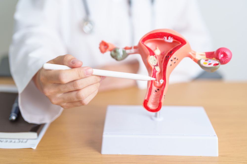 a doctor is holding a pencil in front of a model of the stomach