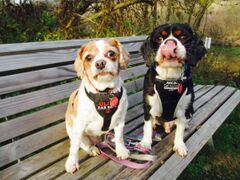 a couple of dogs sitting on top of a wooden bench