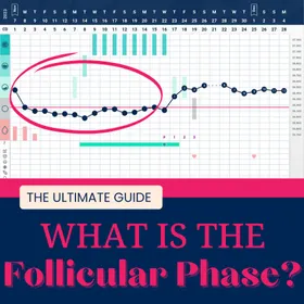 What Is the Follicular Phase? Find the Ultimate Guide Here