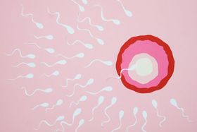 Myth or Fact? You Can Actually Ovulate Multiple Times in One Cycle.