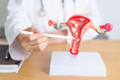 a doctor is holding a pencil in front of a model of the stomach