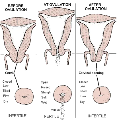 a diagram of cervical