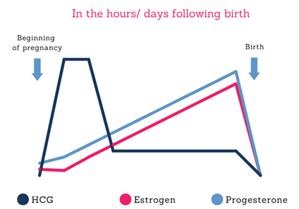 a diagram showing the stages of a birth
