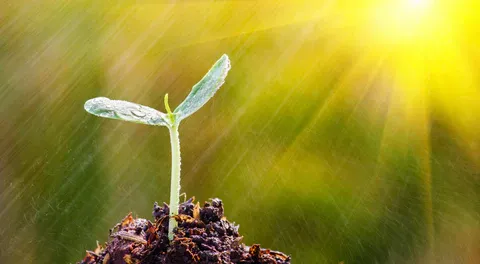a small green plant sprouts from the soil