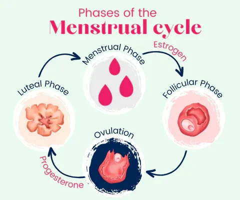 the phases of the menstrual cycle