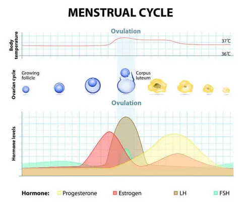 a diagram of a menstrual cycle