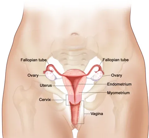 a diagram of the utensils in the stomach