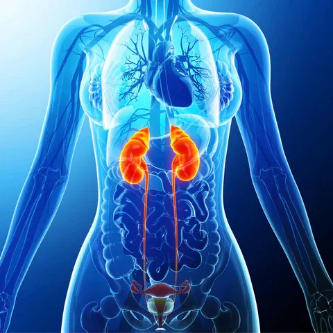 a diagram of the human body showing the large intestories