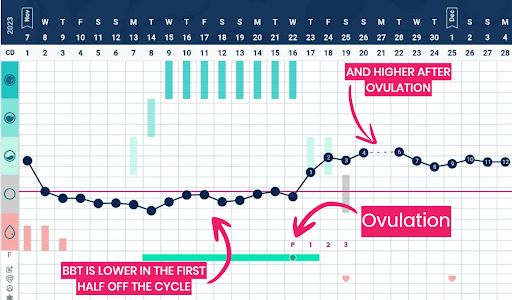 a line graph showing the rise and fall of the cycle