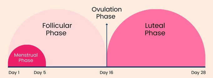 a diagram of the different phases of a product