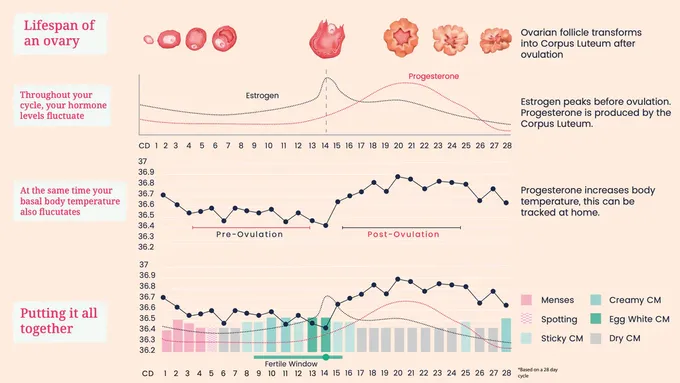 estrogen chart 