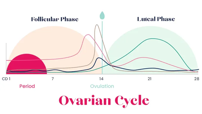 a diagram of the ovarian cycle