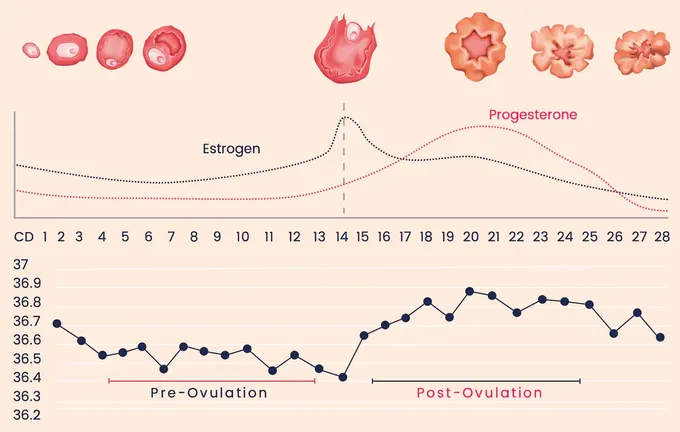 a line graph showing thermogenic effect