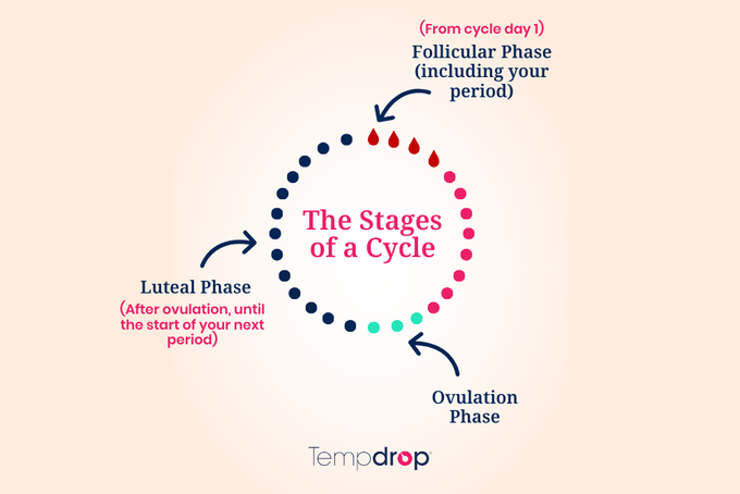 the stages of a cycle