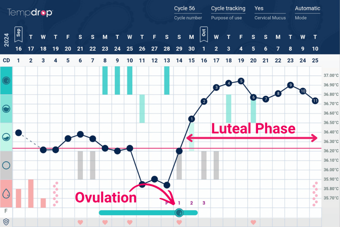 Ovulation and luteal phase diagram Illustration of two-stage menstrual cycle mapping progesterone surge and implantation window post-ovulation.