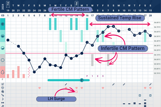 Labeled Tempdrop chart showing positive LH surge, sustained temperature rise, and cervical mucus drying pattern confirming ovulation