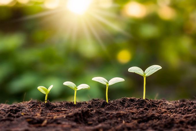 a group of young plants sprouting from the ground