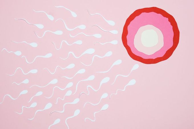 Sperm and egg