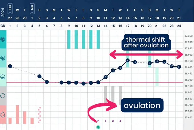 a diagram of the thermal shift after ovulation