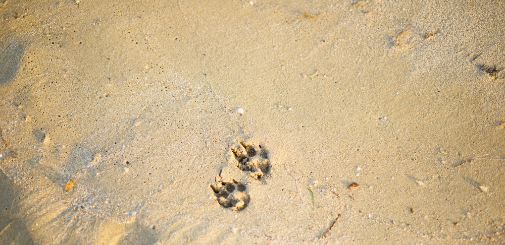 Dog paw prints on sandy beach