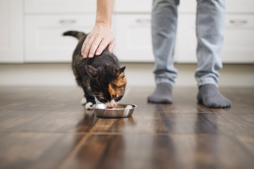 Small black cat with white feet, as well as orange and brown spots across its face , drinking water from a silver bowl. The cat is being pet by a person, the bottom-half of their legs and their socks visible in the image, standing on a brown, wood-like tiled floor, with white cabinets in the background.