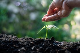 Planning a Memorial Tree Ceremony