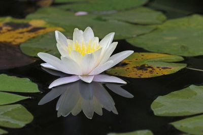 A white lily, with yellow stamens poking out, resting on a flat, watery surface, surrounded by lily pads. The lily's reflection is visible on the dark surface.