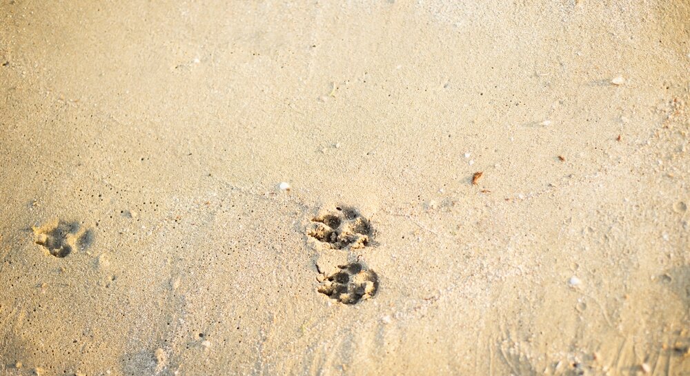 Three dog paw-prints visible on beach sand.
